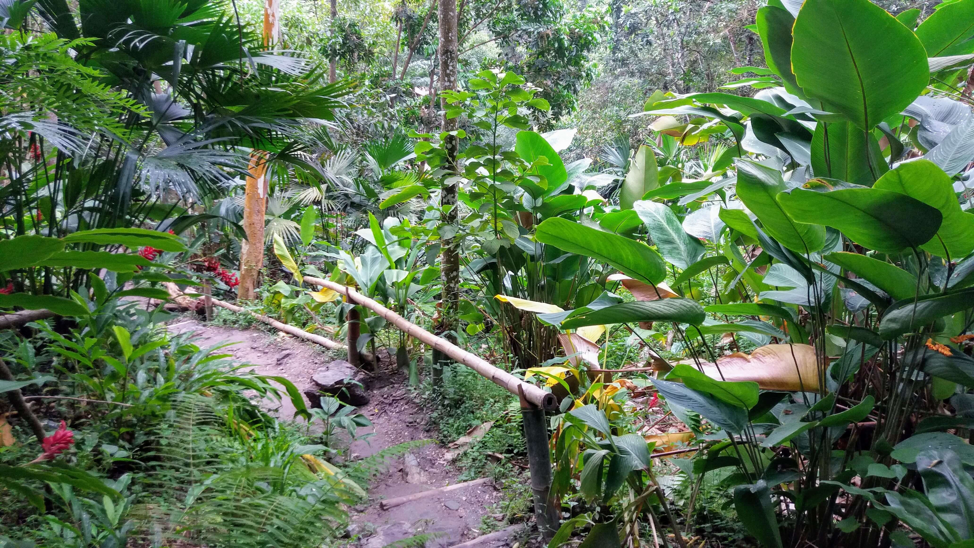 Selva cerca de Minca