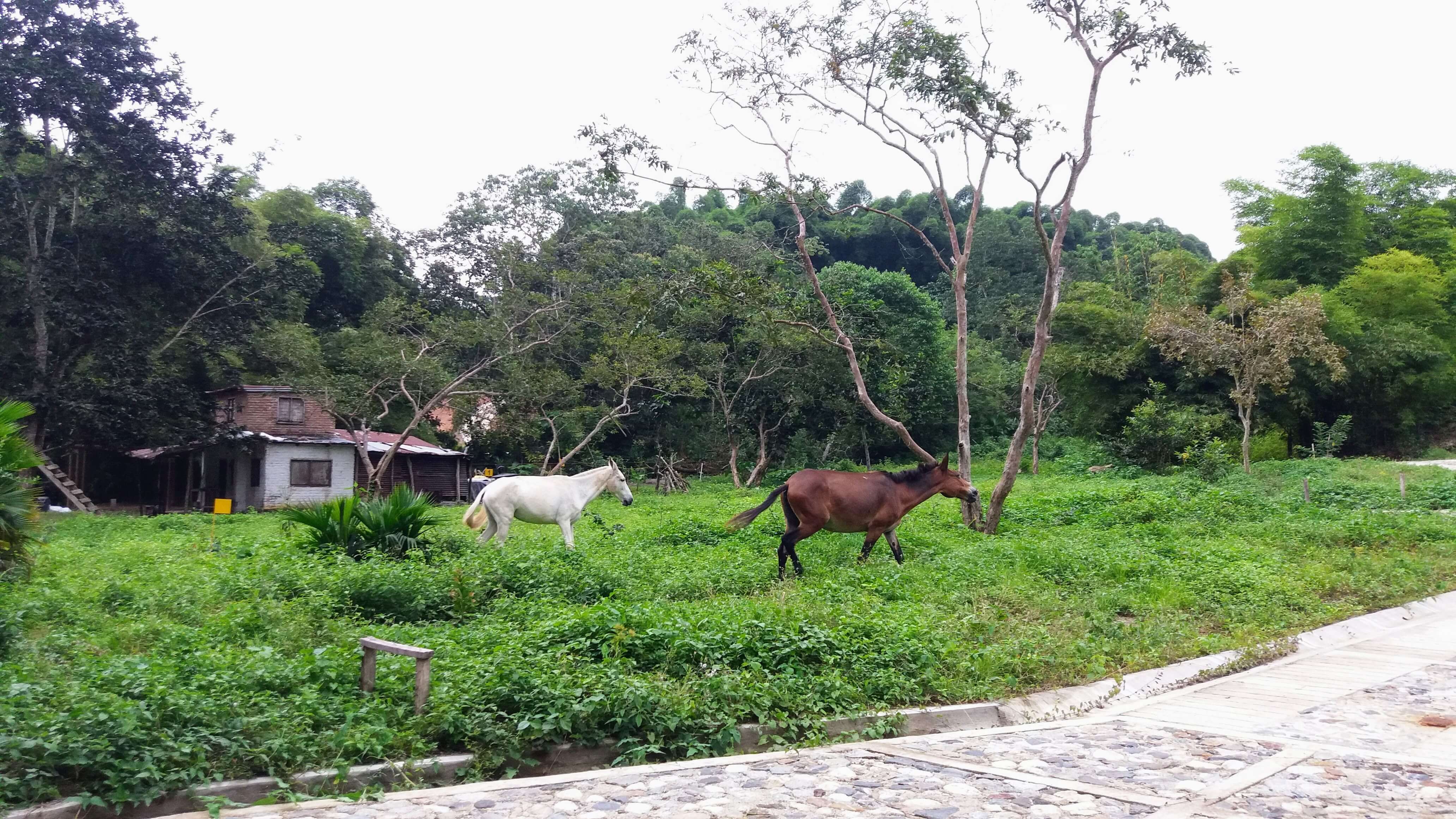 Biodiversidad en la selva