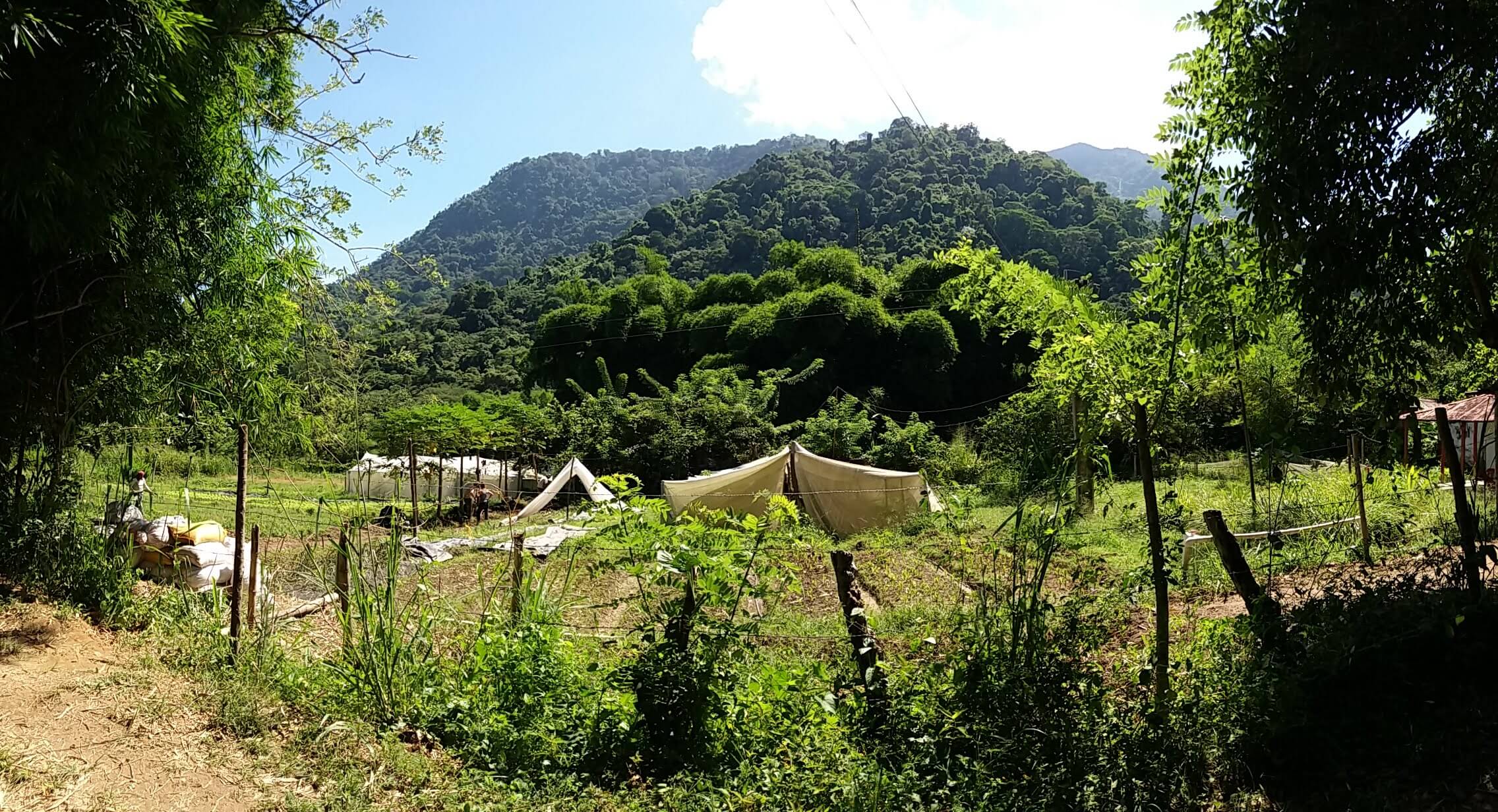 finca cafetalera cerca "Poco Azul"