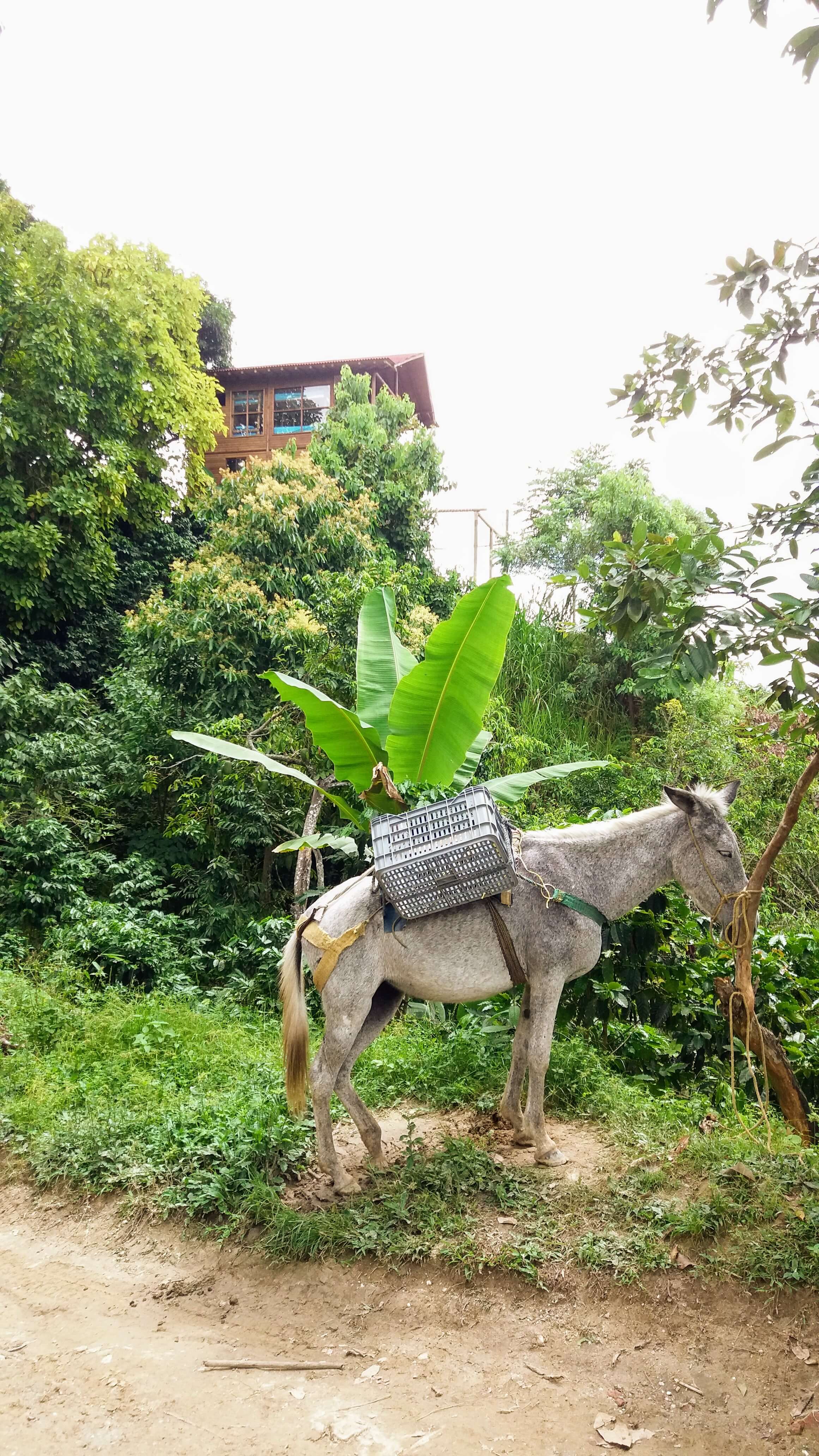 Burro al borde del camino