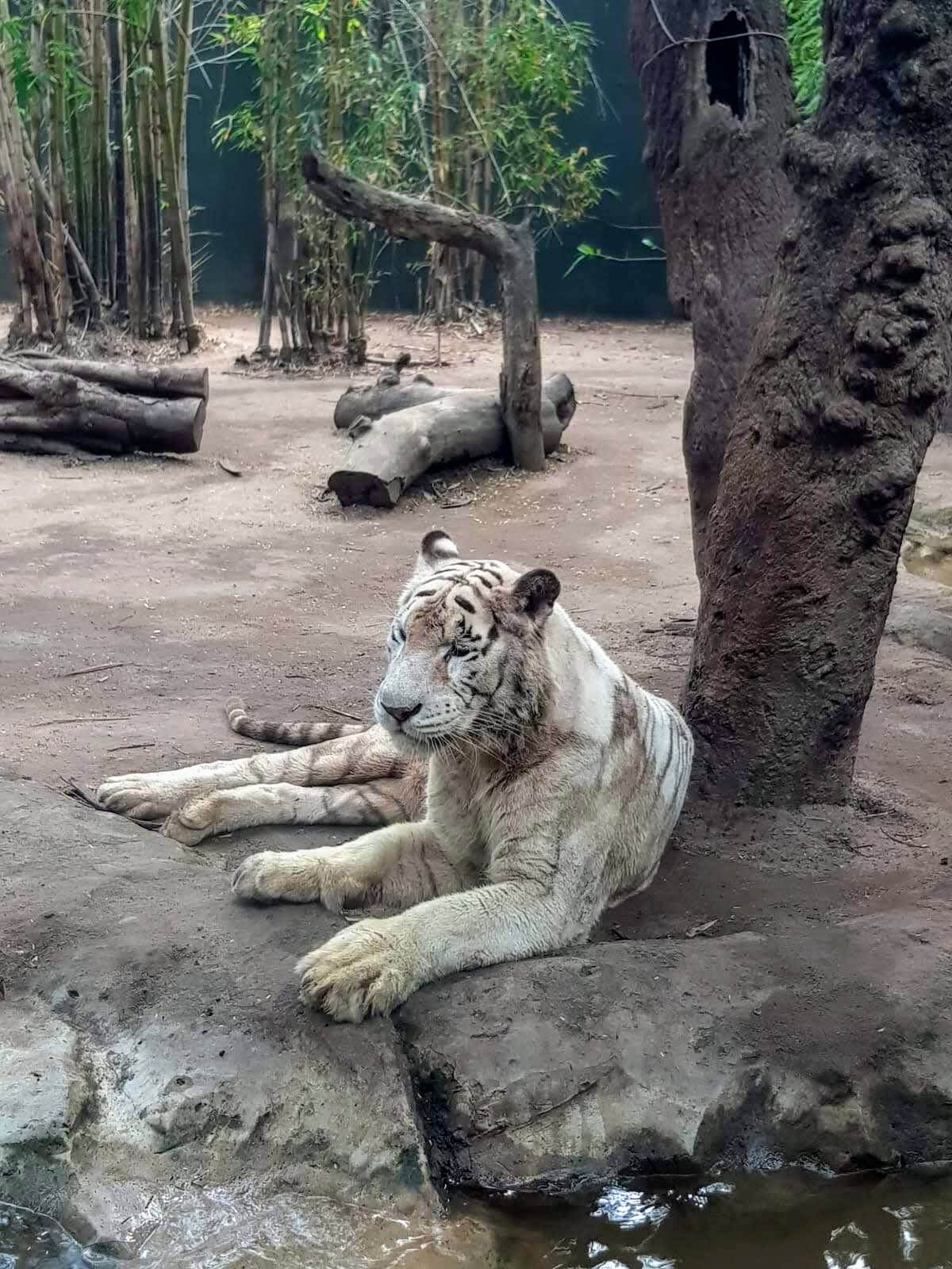Tigre después de comer