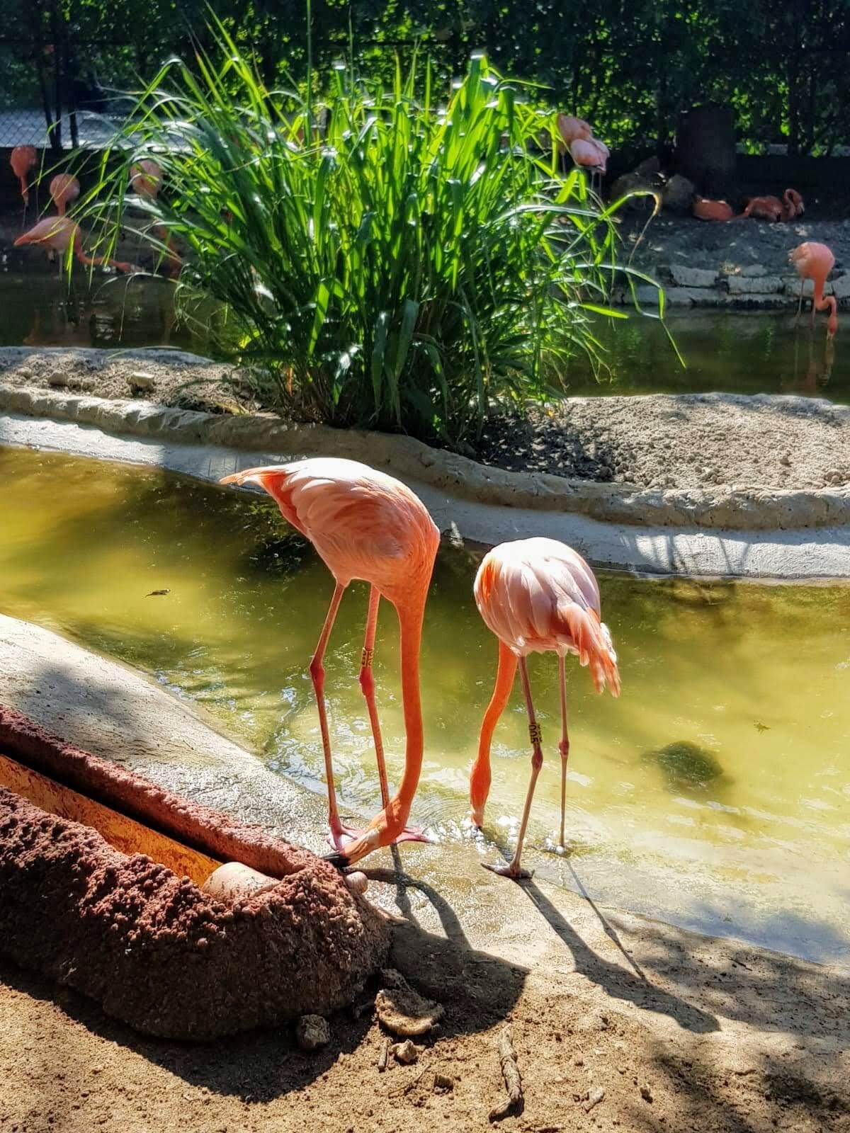Una pareja de flamencos