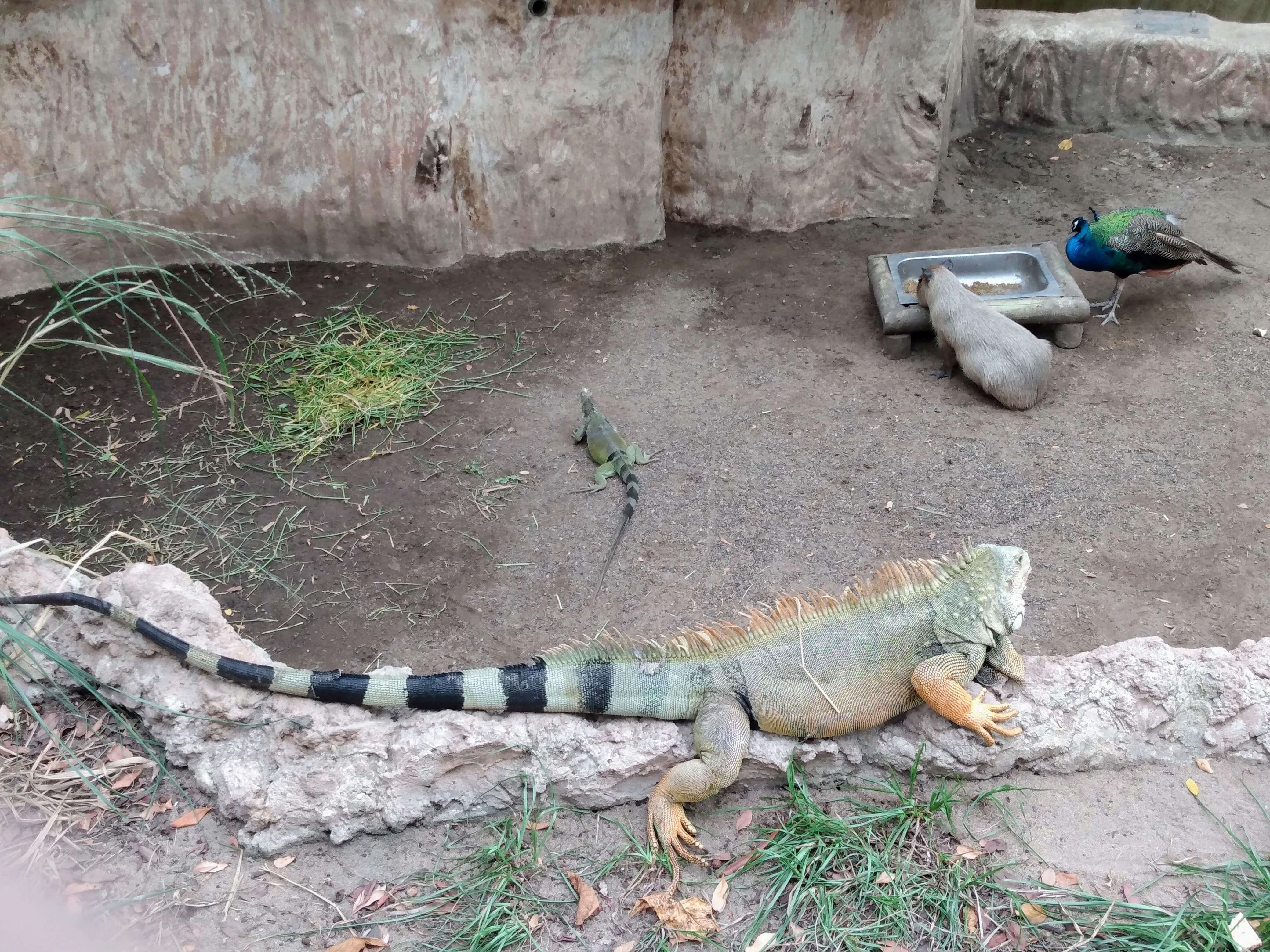 Iguanas, chigüiro y pavo real
