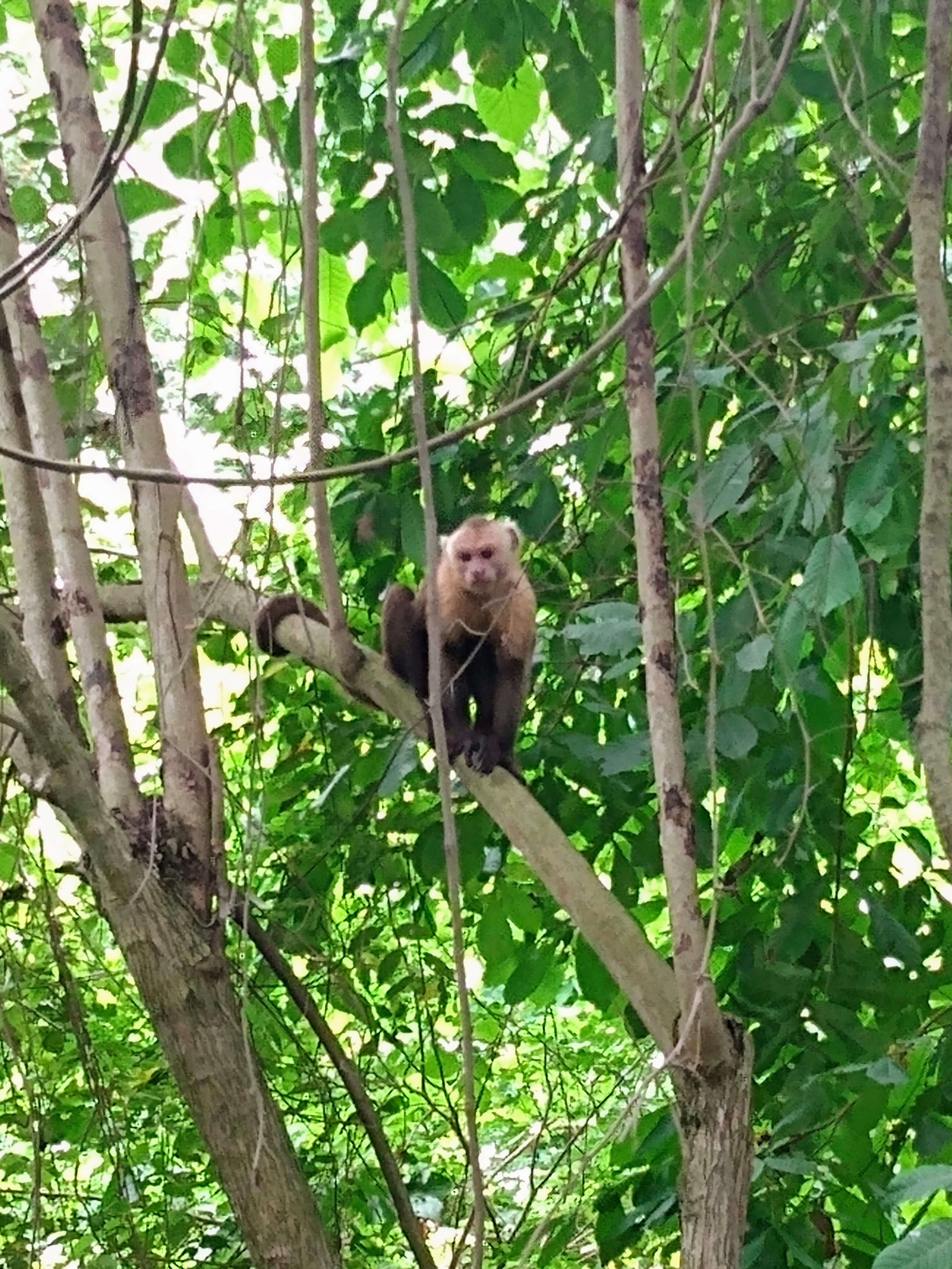Mono en el parque Tayrona