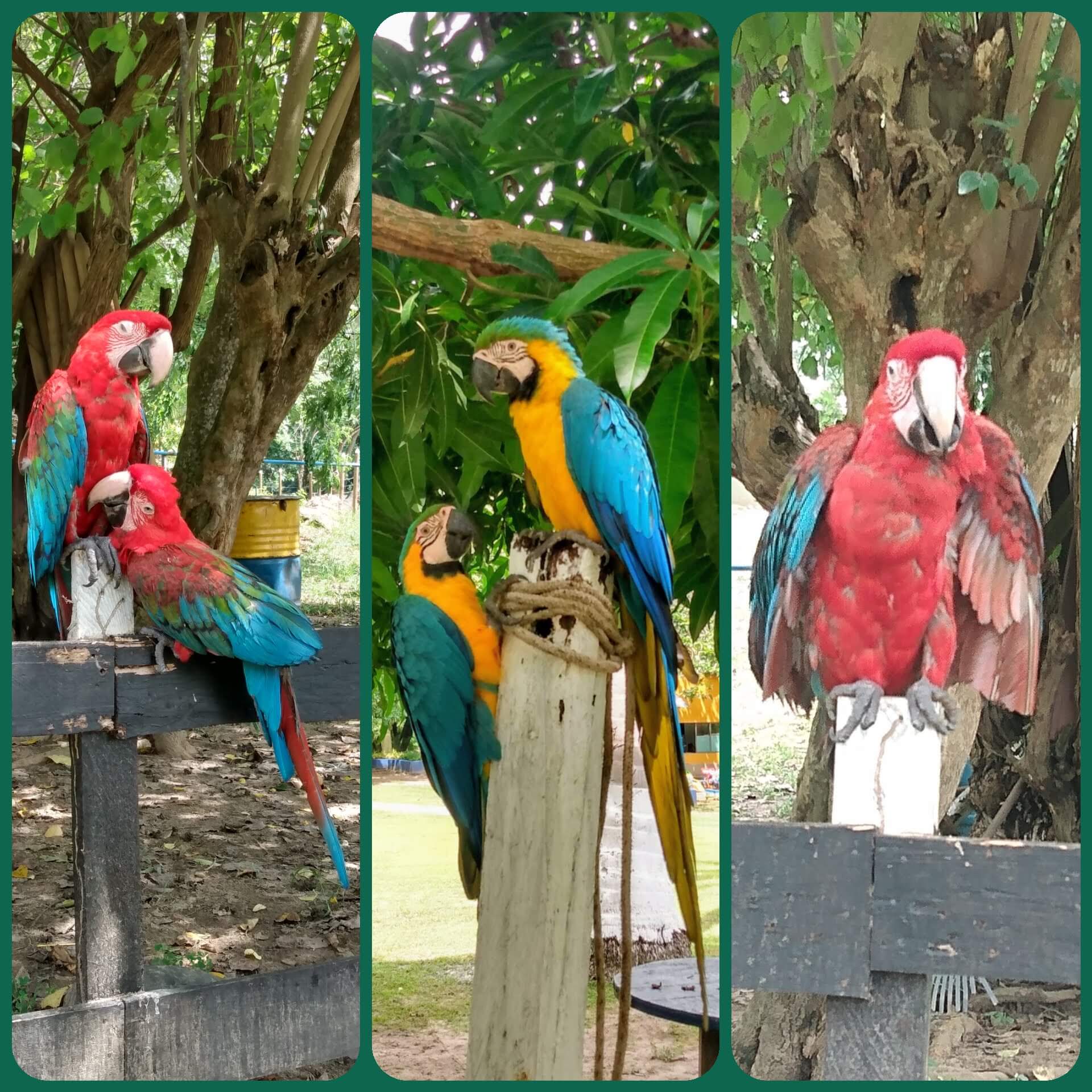 Loros en la Vecindad Campestre